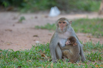 Mother monkey and baby monkey rest