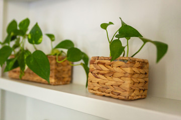 Plants in weaved baskets on open shelves