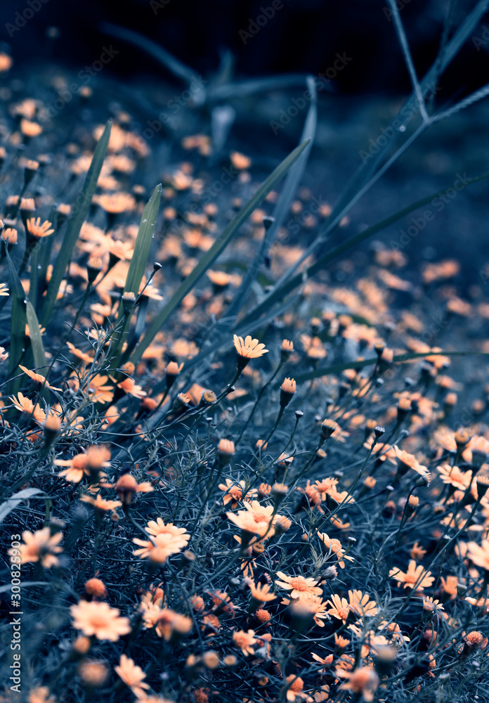 Canvas Prints Beautiful flower fields