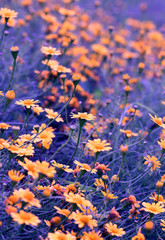 Beautiful flower fields