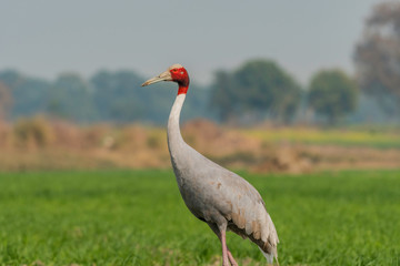 crane in the grass