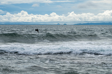 Beautiful Pelican flying and fishing in the beaches of Costa Rica