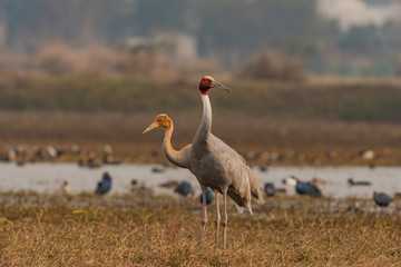 crane in the grass