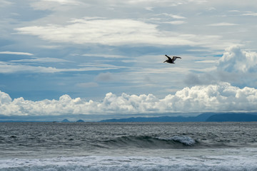 Fototapeta na wymiar Beautiful Pelican flying and fishing in the beaches of Costa Rica