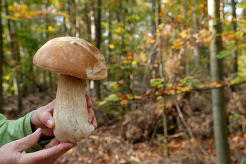 Two hands hold and show a gian young penny bun mushroom (boletus edulis, cep, porcino or porcini). Fallen brown leaves, autumn colour bokeh, yellow orange green and autumn forest is in the background.