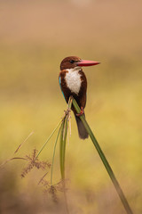 kingfisher on branch