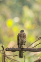 bird  on branch