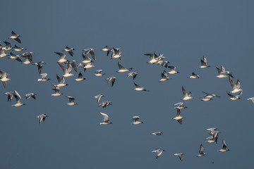 flock of birds on blue sky