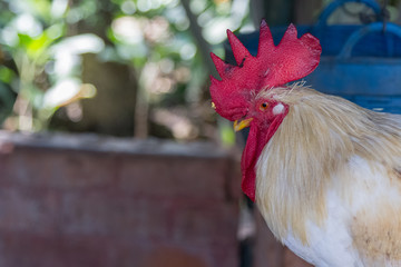 Close up of White chicken