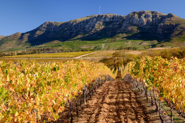 Golden autumn vines and mountain background near Cape Town, South Africa.