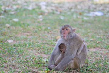 Mother monkey and baby monkey rest