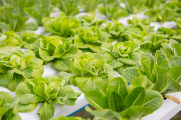 Organic hydroponic vegetable