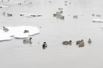 Mallard ducks on a snow-covered city pond in winter
