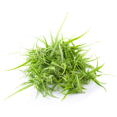 up-close with marijuana buds isolated on white background. concentrated cannabinoids from marijuana plants