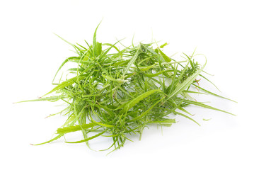 up-close with marijuana buds isolated on white background. concentrated cannabinoids from marijuana plants