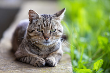 Naklejka na ściany i meble Big domestic cat enjoying warm summer weather.