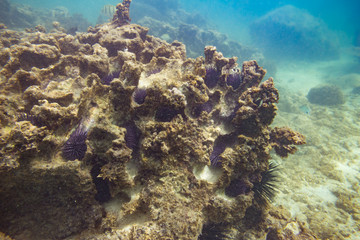 Fototapeta na wymiar Indian Ocean Corals