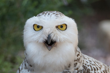 Aggressive Snowy Owl