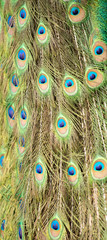 Obraz premium Detailed close up of beautiful peacock feathers