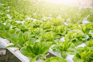 Organic hydroponic vegetable