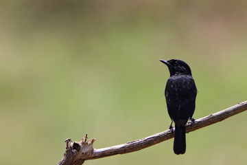 bird on a branch