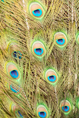 Fototapeta premium Detailed close up of beautiful peacock feathers