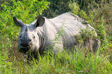 Rare one horned Rhino
