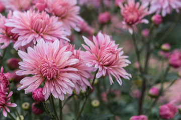 Pink chrysanthemums close up in the garden