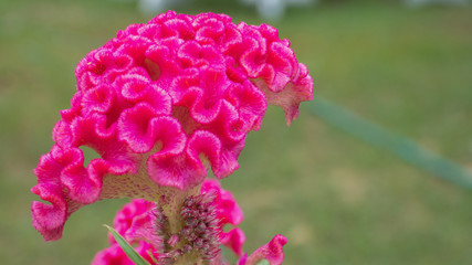 Pink flower with copy space blossom in summer and spring in the morning.