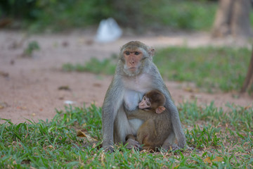 Mother monkey and baby monkey rest