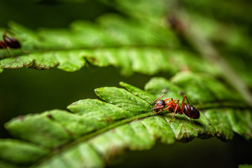 Closeup of red ant on a green leaf of fern