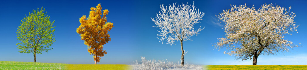 Tree in four season on meadow with clear blue sky at the background.