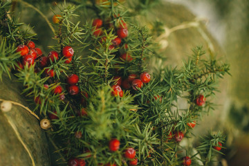 Dried autumn flowers bouquet at home close up