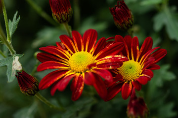 Red chrysanthemums close up in the garden