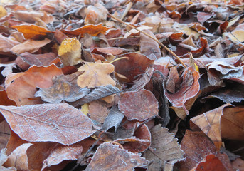 frozen autumn leaves on the ground