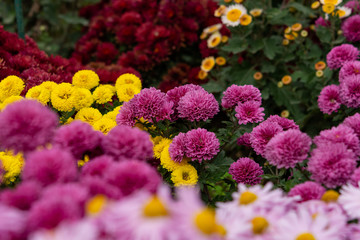 Colorful chrysanthemums General plan in the garden