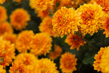 Yellow chrysanthemums close up in the garden
