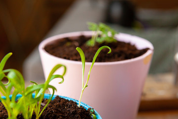 Small green sprouts in pot close up