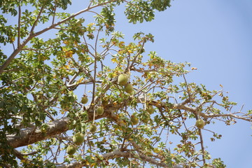 Arbre