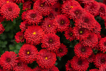 Red chrysanthemums close up in the garden