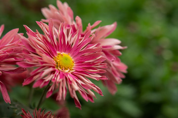 Crimson chrysanthemums close up in the garden