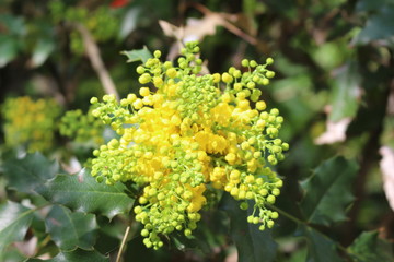 Yellow flowers bloom on a bush in spring garden. Natural beauty