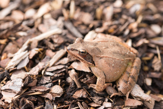 Springfrosch