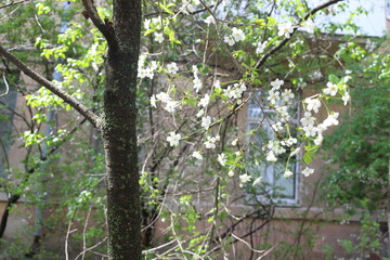 Fototapeta na wymiar White flowers bloom on a tree in spring garden. Natural beauty