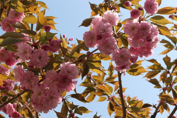  Delicate flowers bloomed on sakura in spring.