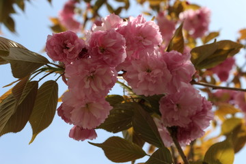  Delicate flowers bloomed on sakura in spring.