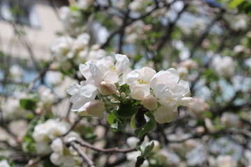  Blooming apple trees are very beautiful and smell great.