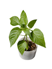 Green seedling of pepper in a pot isolated on white background