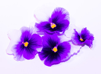 purple flower sisolated on white background
