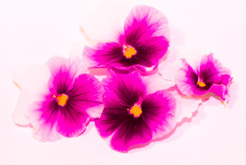 Pink Violet flowers